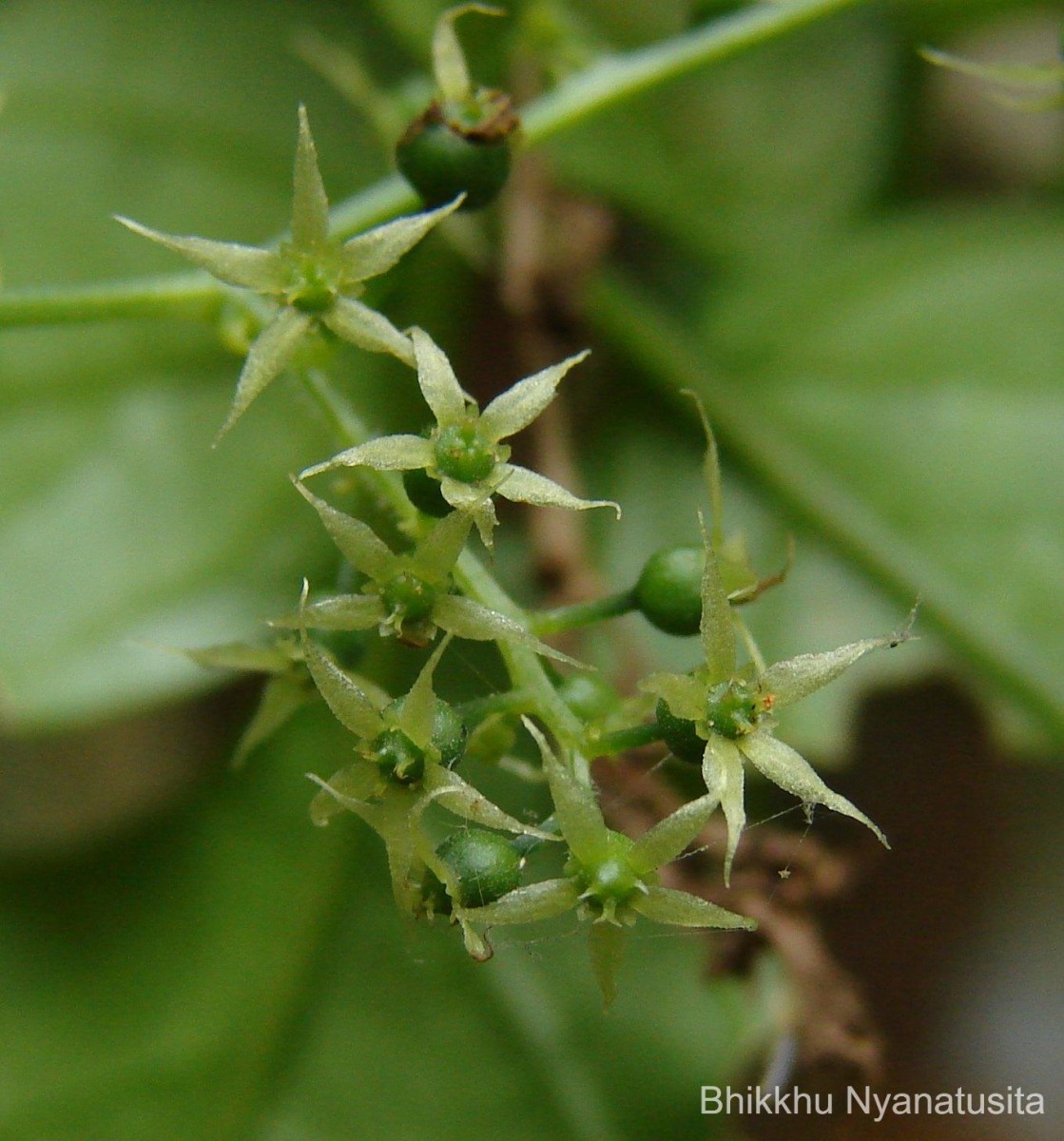 Gynostemma pentaphyllum (Thunb.) Makino